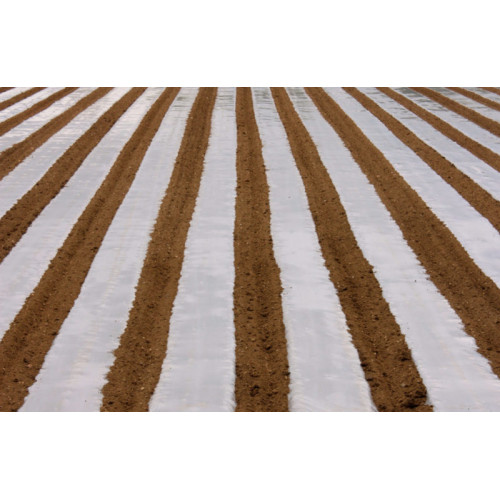 Mulching Film for Melon Plants 1100mm x 1000m 30 microns for 1 year Transparent